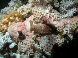 Pink Scorpionfish among pulsating Xenia
Puerto Galera, P... by Alex Matsumoto 